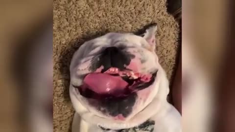 FUNNY ANIMAL VIDEO