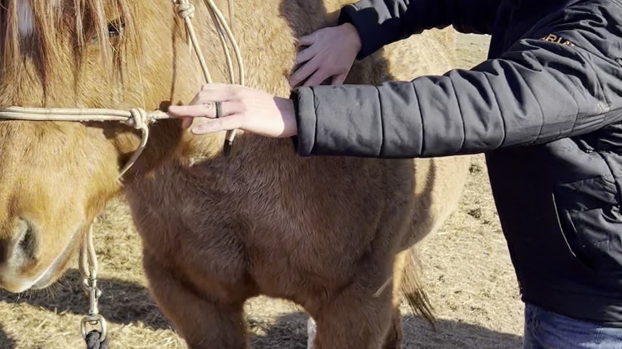 24 year old horse gets adjusted by Dr. Whitley !!