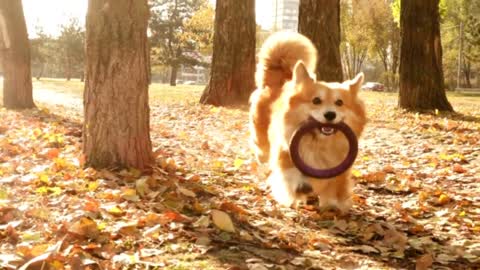 Happy cute dog