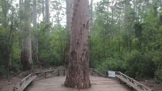 Climbing the Dave Evans Bicentennial Tree