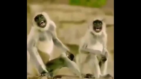 monke meme funny
