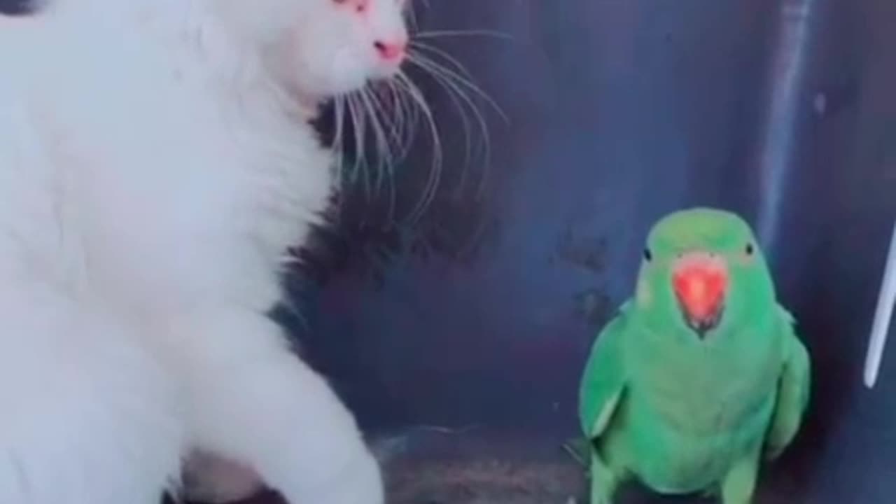 Cat n parrot friendship