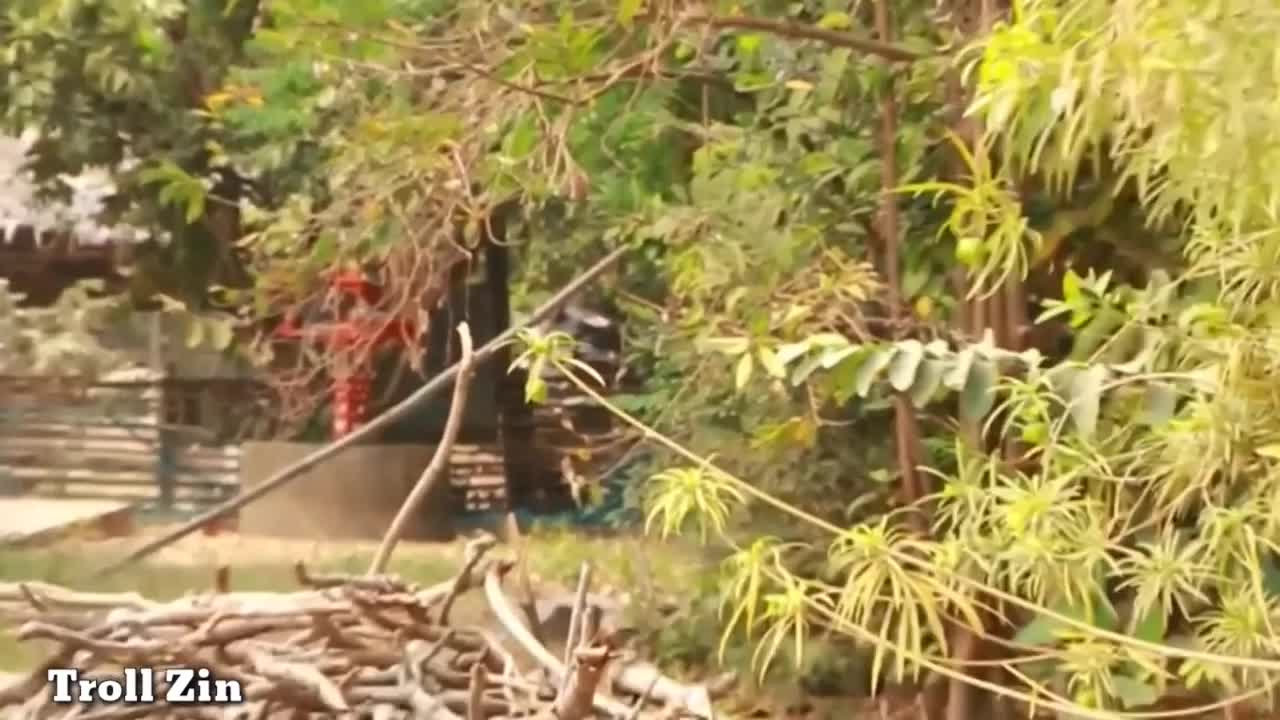 Troll Zin & fake Lion and Fake Tiger Prank To dog | Videos Troll Zin, Huge Box Prank to dog