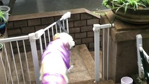 Cat Shocked At Great Danes Destroy Stuffed Toy