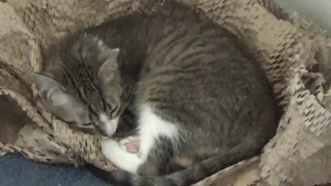 My Favorite Sleeping Spot