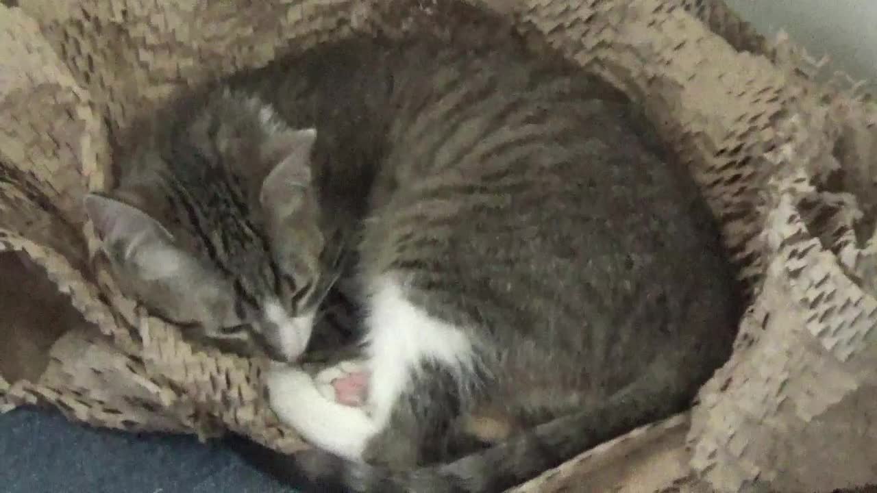 My Favorite Sleeping Spot