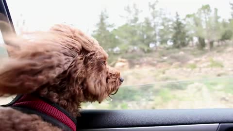 Cute Puppy Enjoy The Car