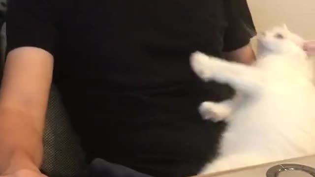 Cute Adorable Cat in Owners Arms