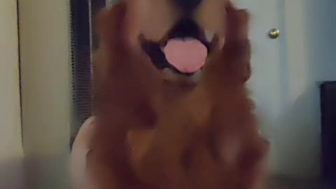 Video of buddy danving on tiktok