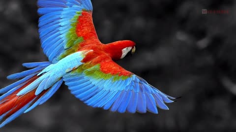 5beautiful bird in the word