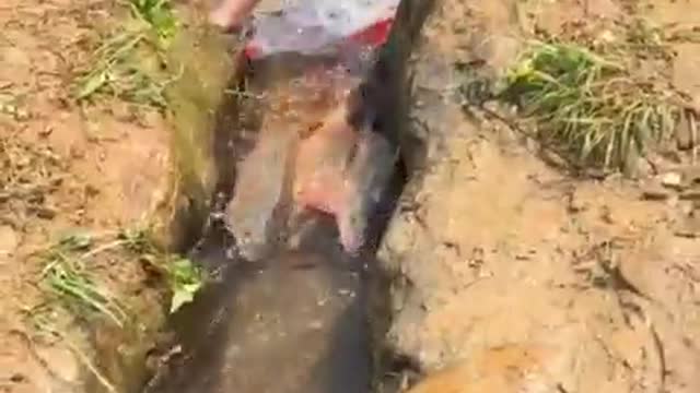 Funny Fish