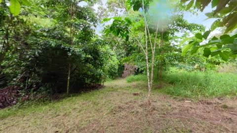 Three-Toed Sloth Survives 6m Fall From The Treetops | VR 360 | Seven Worlds, One Planet