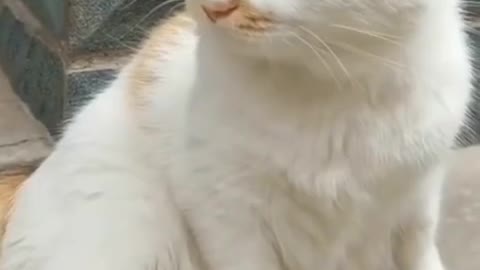 Rat on the cat head.