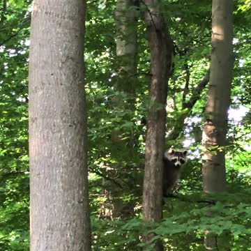 pure skill when climbing a tree