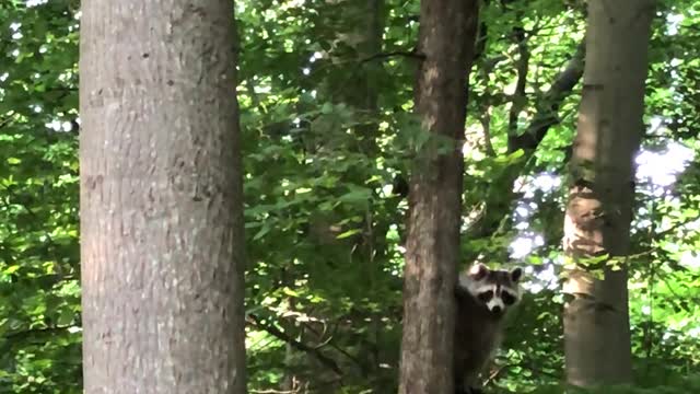 pure skill when climbing a tree