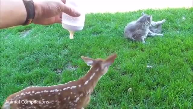 Baby deer fawn jumping and hoping