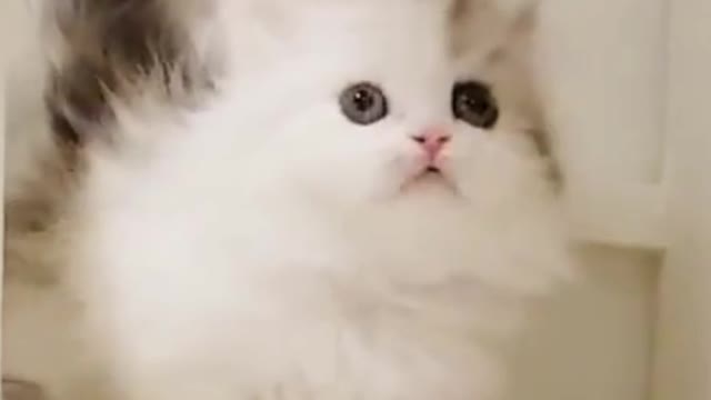The kitten just went out to play for a while and was brought back by the mother
