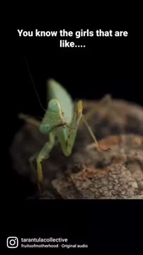 Mantis has the Munchies!