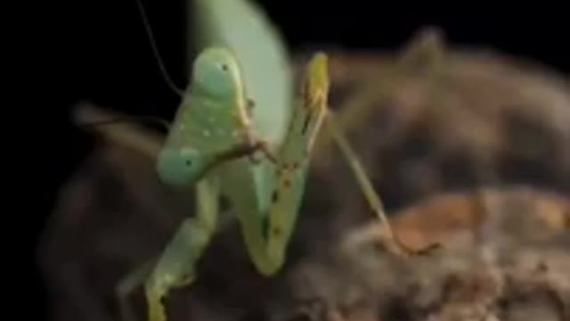 Mantis has the Munchies!