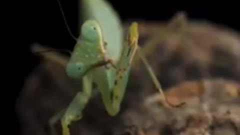 Mantis has the Munchies!