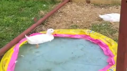 Amanda Grace Talks. THIS CHICK DYED HERSELF RED!!!