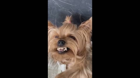 funny animal videos Funny cats Jokes with cats Funny animals Dogs