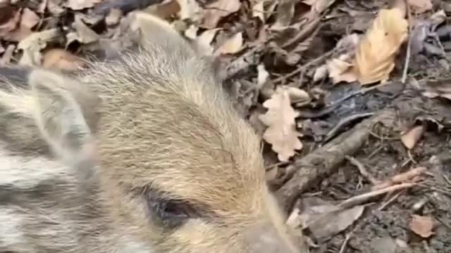 wild boar chicks in the woods looking for their mama