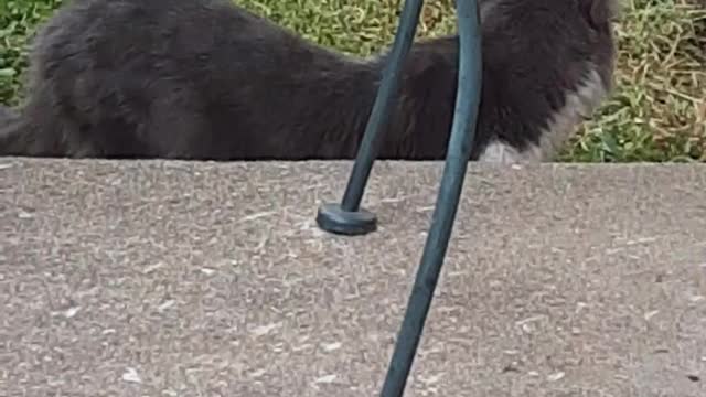 My Kitties Having good time being outside in the Yard,and on the Porch..