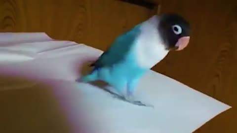 35_Hilarious-dancing-parrot-loves-to-tap-dance