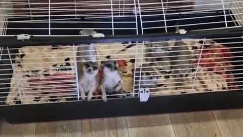 Obedient Lemurs