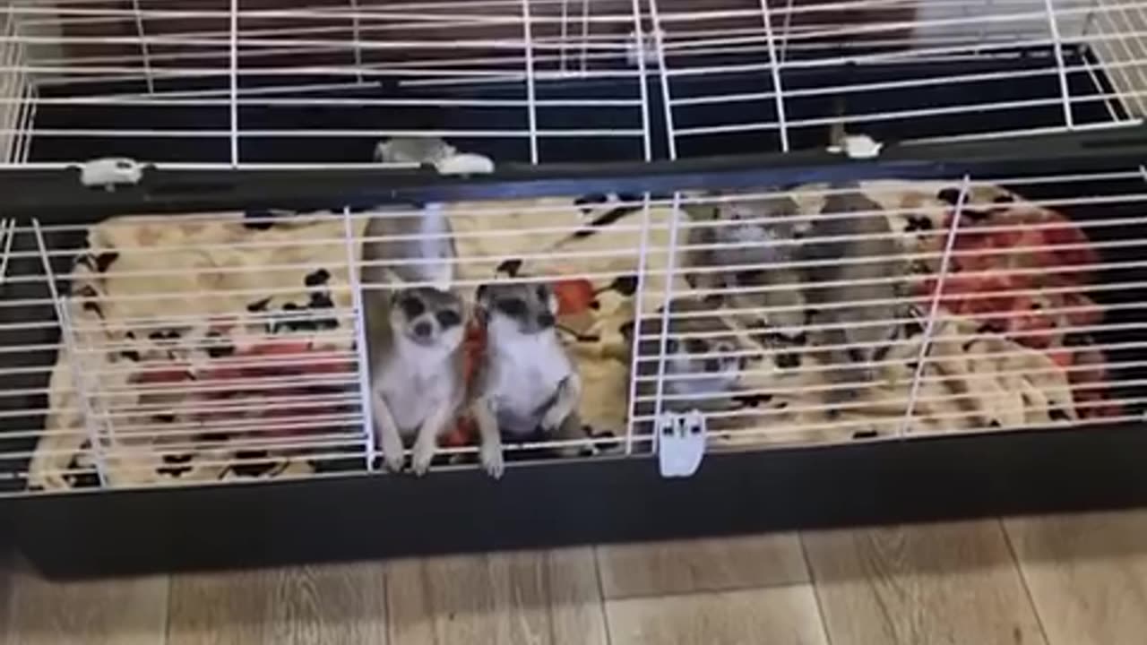 Obedient Lemurs