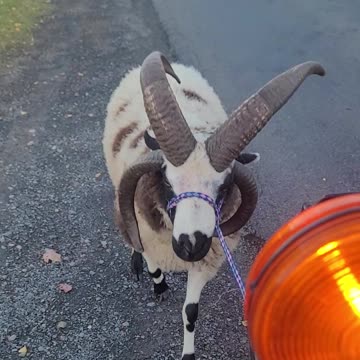 Keats walking down the road to meet ewes