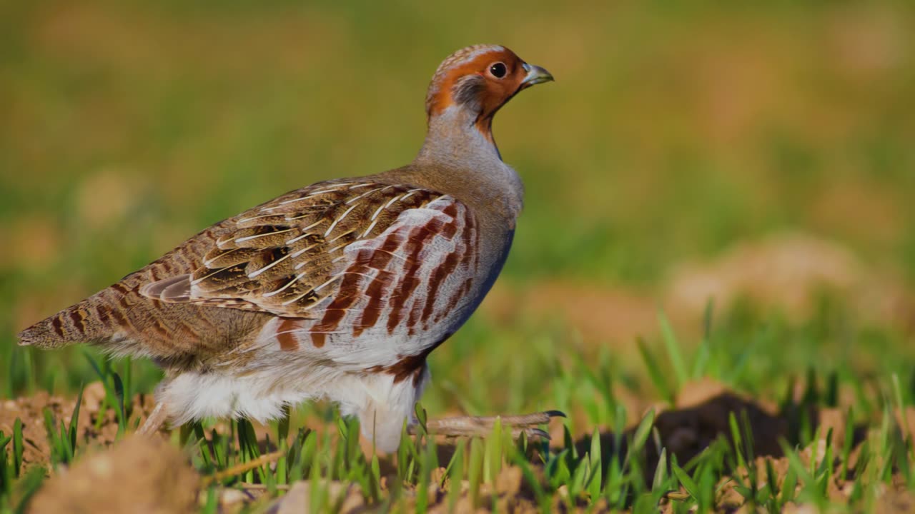 The Grey Partridge: Close Up HD Footage (Perdix perdix)