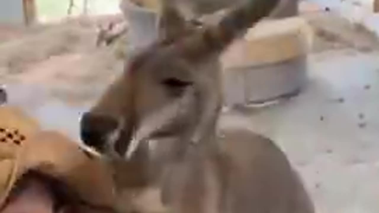 A midget cowboy being strangled by a Kangaroo.