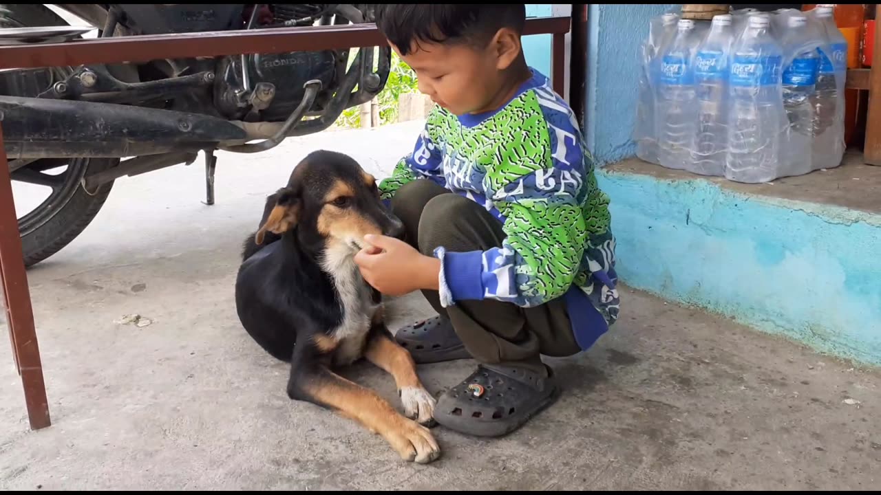 Child with dog lovely playing 🐕🐕🐕🐕