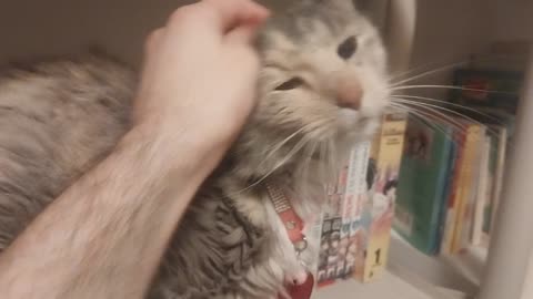 Petting Jasmine