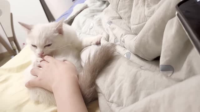 Clingy cat, licking your heart