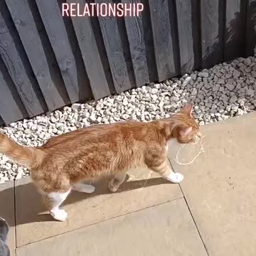 Rabbit loves his cat friend