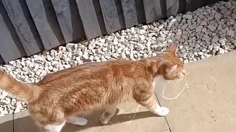 Rabbit loves his cat friend