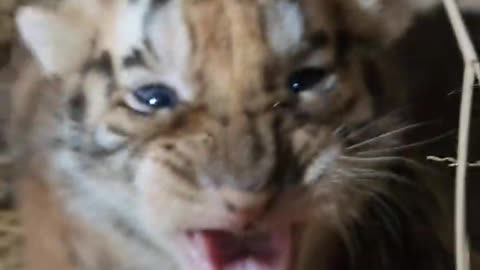 Aggressive 20 days old baby tiger🐅🐯 video