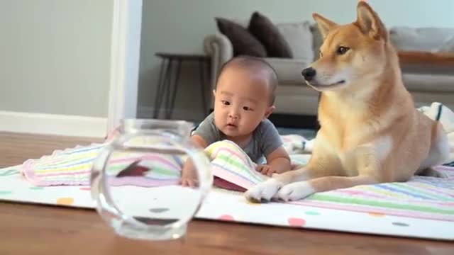 Dog sees something fishy in the bow. So Cute video.