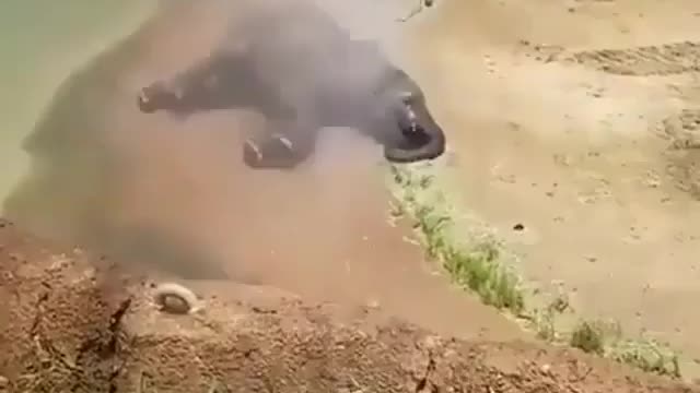 An elephant shower