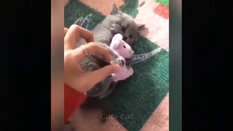 Funny & Cute Baby Cat (Kitten) Baby Ball