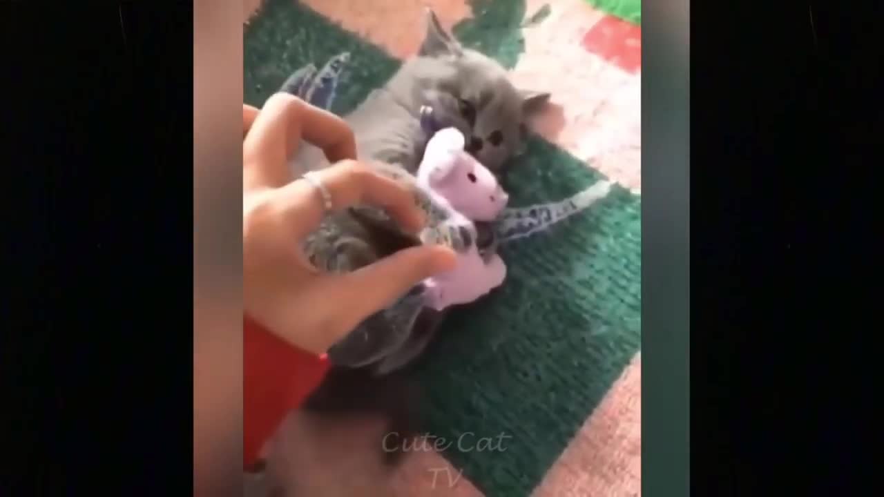 Funny & Cute Baby Cat (Kitten) Baby Ball