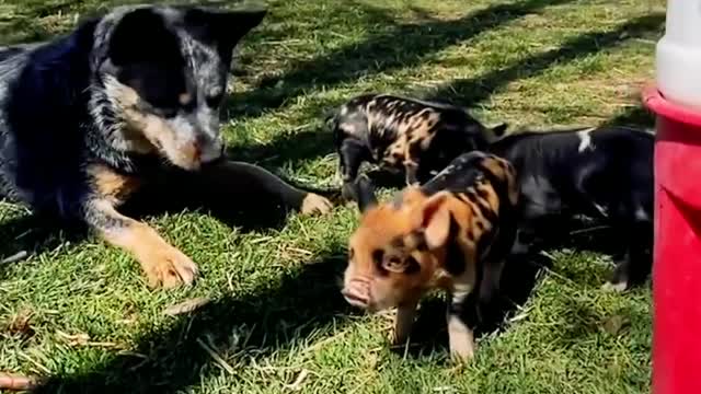 Farm Dog and Piglets Are BFF's 🐶 ♥️ 🐷