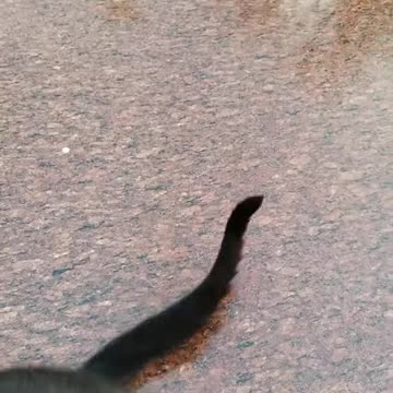 20240425 070639 Tux Playing Bird Noise Toy