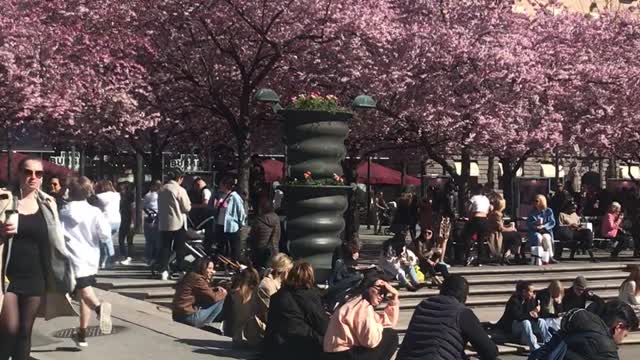 The cherry trees are almost blooming
