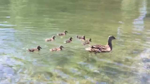 the first brood of Crimean ducklings. mother duck teaches discipline.