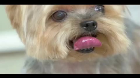 Dogs Playing Ladys Video Compilation 2022