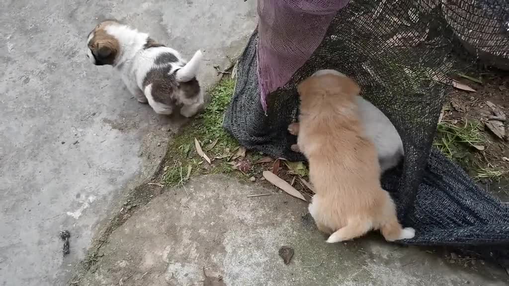 A dog love story